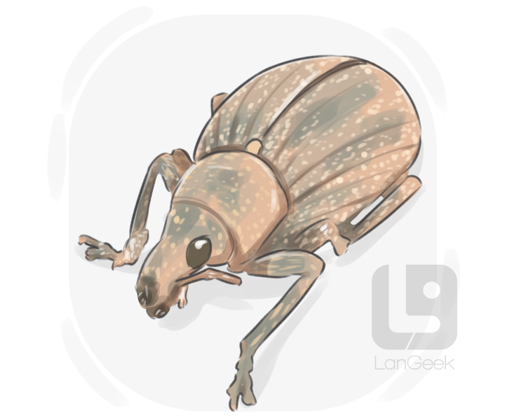 snout beetle definition and meaning