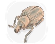 snout beetle