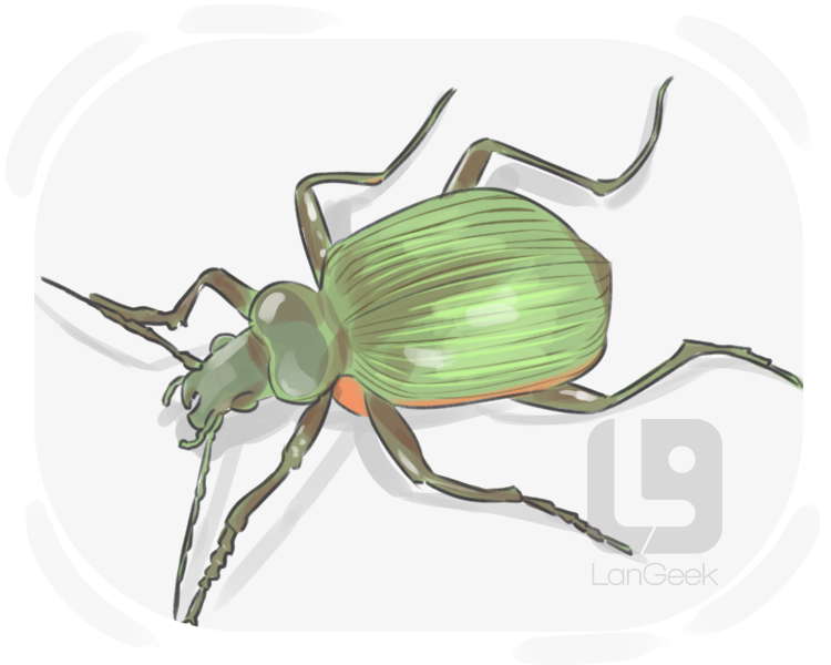 calosoma scrutator definition and meaning