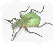 searcher beetle