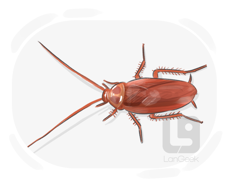 cockroach definition and meaning