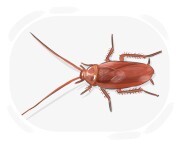 cockroach
