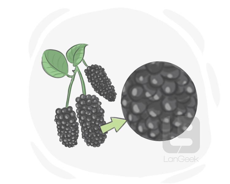 Definition meaning of aggregate fruit langeek