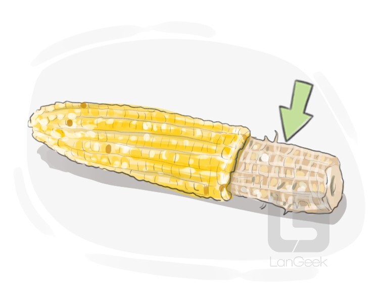 corn cob definition and meaning
