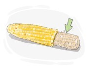 corncob