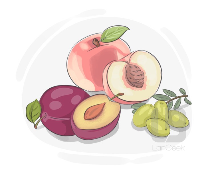 stone fruit definition and meaning