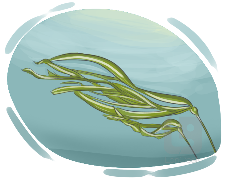 kelp definition and meaning