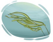 kelp