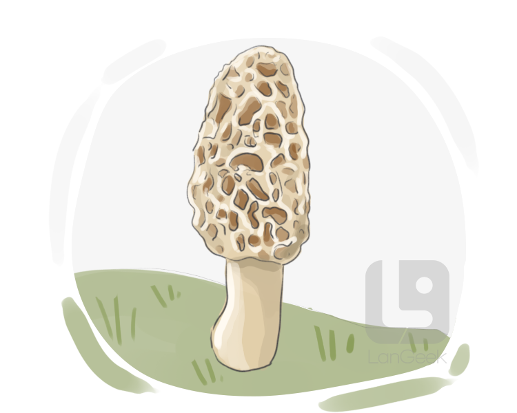 genus morchella definition and meaning