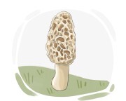 morel