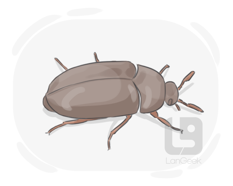 black carpet beetle definition and meaning