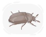 black carpet beetle