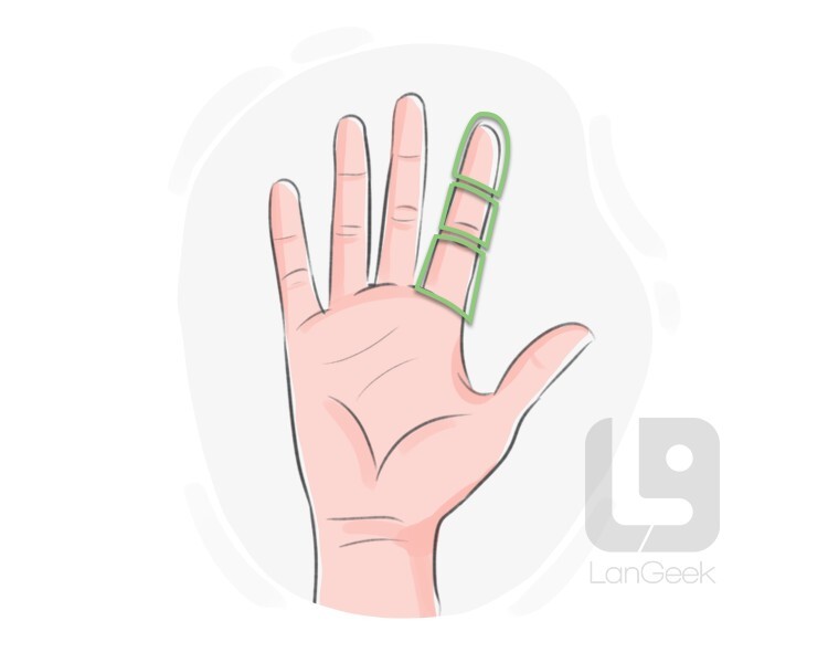 Definition & Meaning of "Knuckle joint" LanGeek
