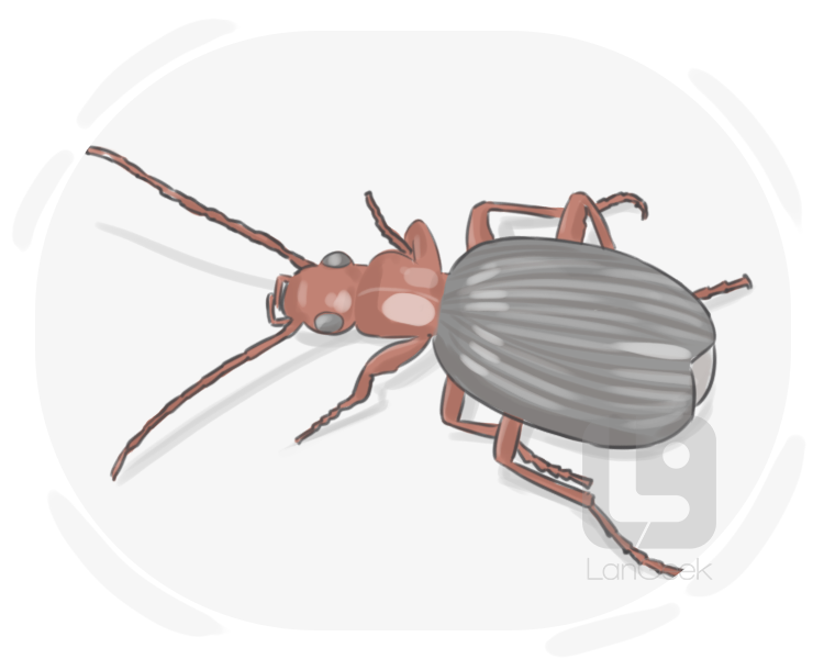 bombardier beetle definition and meaning