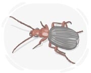 bombardier beetle