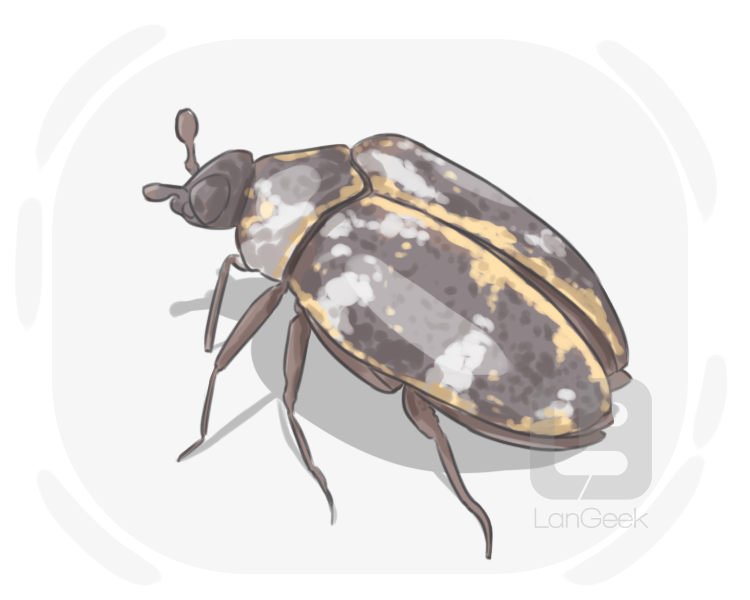 buffalo carpet beetle definition and meaning
