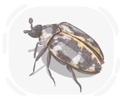 buffalo carpet beetle