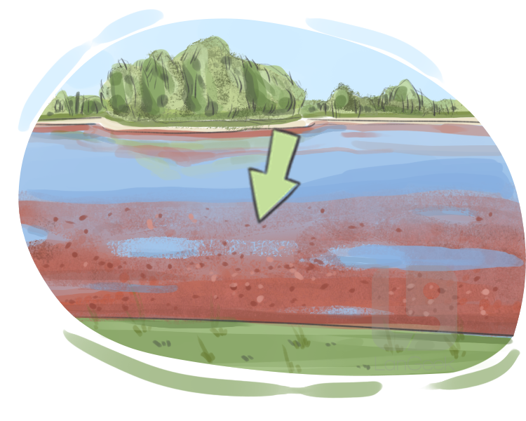 red algae definition and meaning