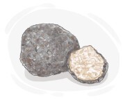 truffle