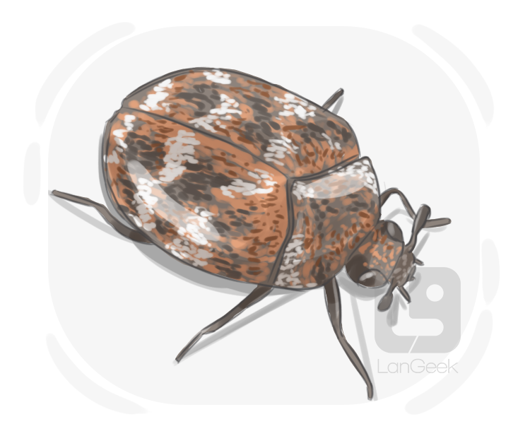 carpet beetle definition and meaning