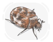 carpet beetle