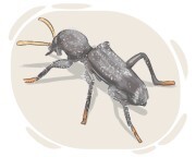clerid beetle