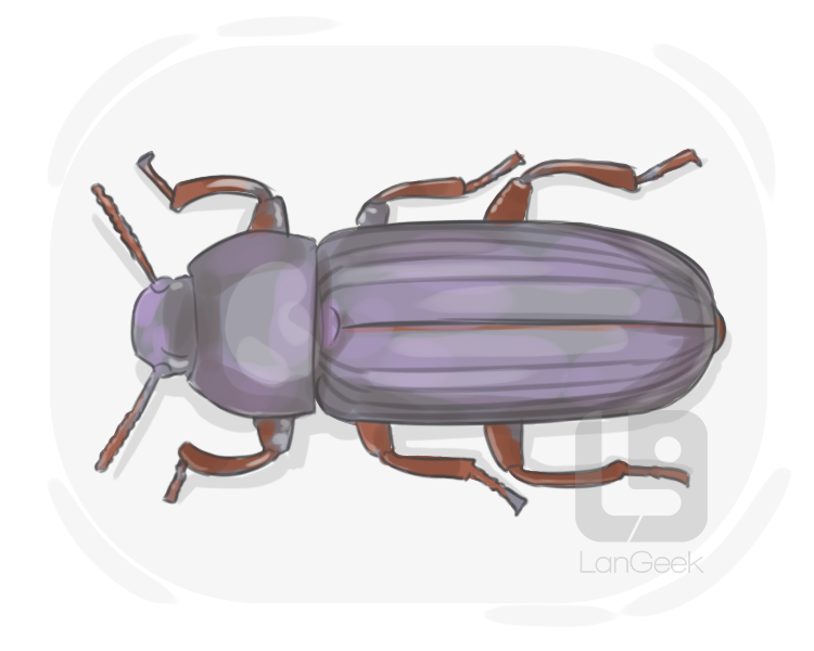 darkling beetle definition and meaning
