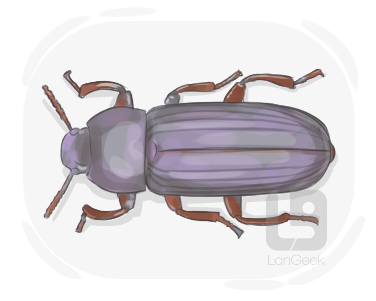 darkling beetle definition and meaning