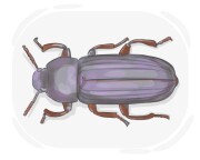 darkling beetle
