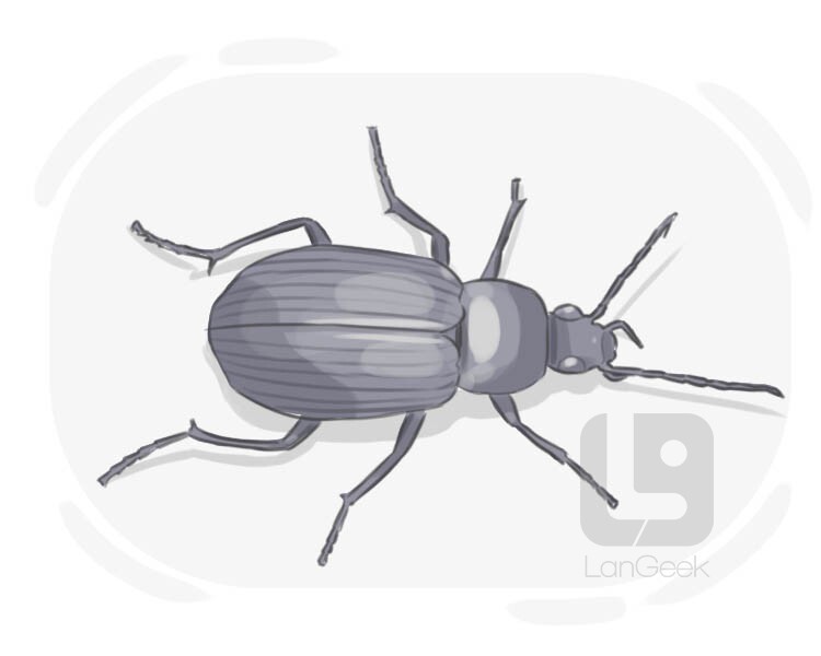 darkling groung beetle definition and meaning