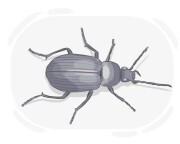 darkling groung beetle