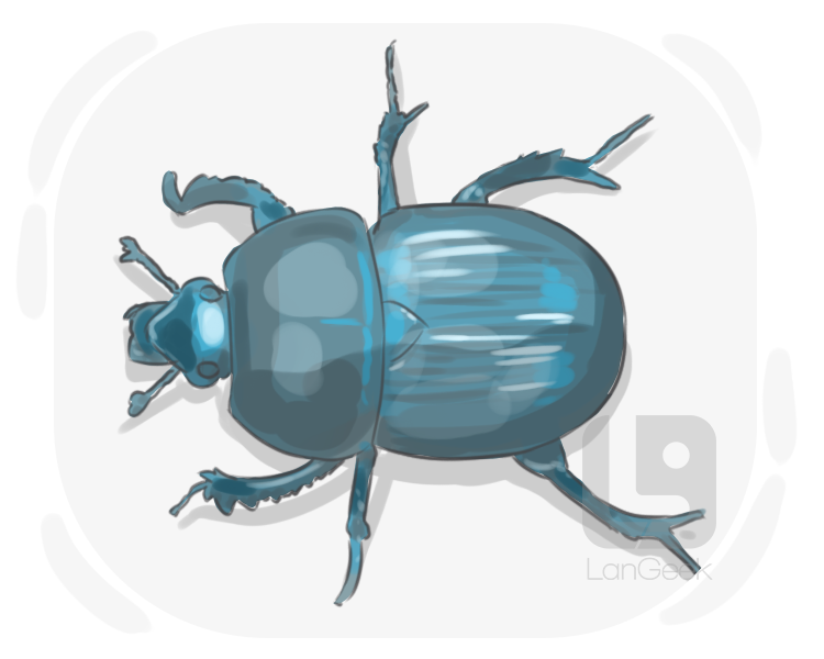 dorbeetle definition and meaning
