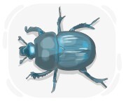 dorbeetle