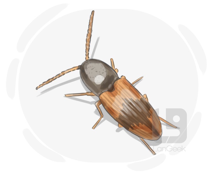 elaterid beetle definition and meaning