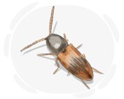 elaterid beetle
