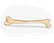 long bone