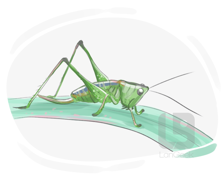 tettigoniid definition and meaning