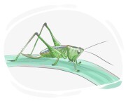 long-horned grasshopper