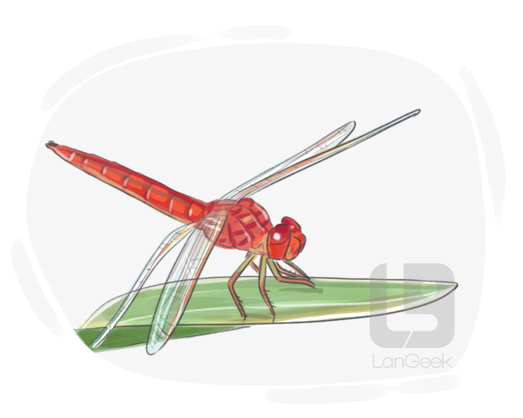 Scarlet Skimmer definition and meaning