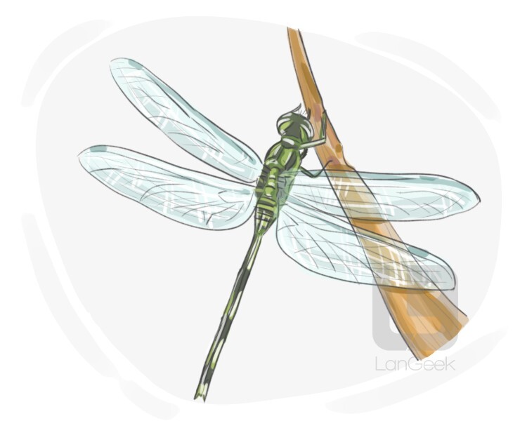 Definition & Meaning of "Slender skimmer" LanGeek