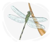 slender skimmer