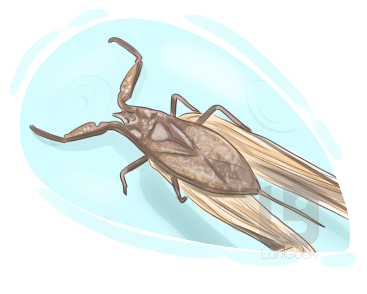 water scorpion definition and meaning