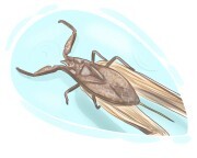 water scorpion