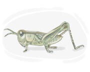 migratory grasshopper