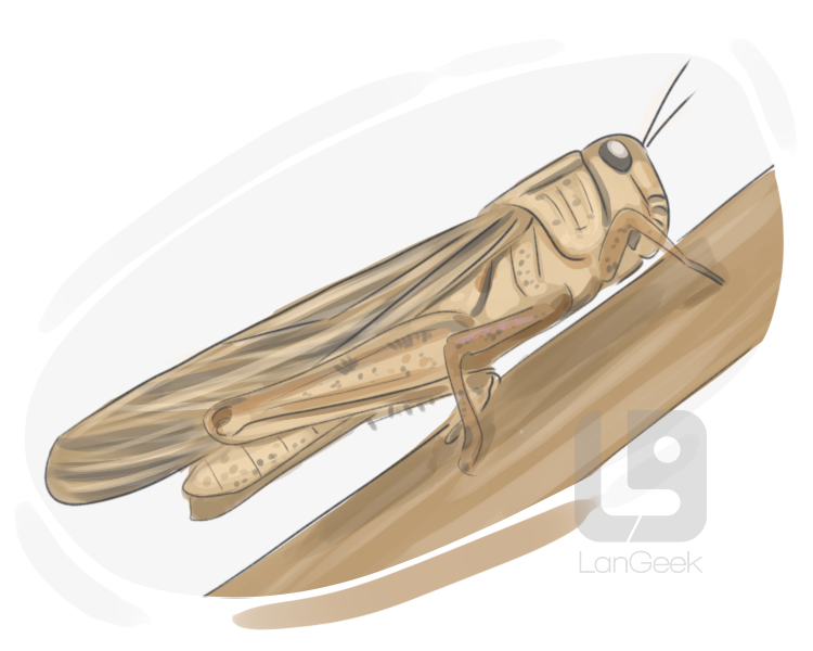 migratory locust definition and meaning