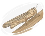 migratory locust