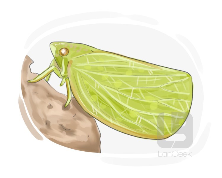 Definition & Meaning of "Plant hopper" LanGeek