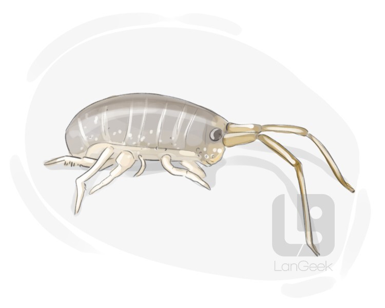 Definition & Meaning of "Sand flea" LanGeek
