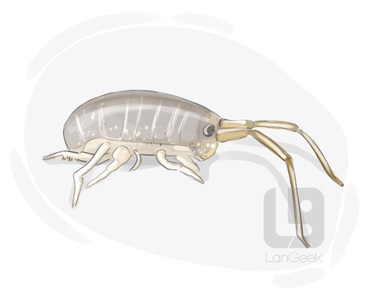 sand flea definition and meaning