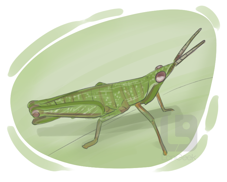 short-horned grasshopper definition and meaning